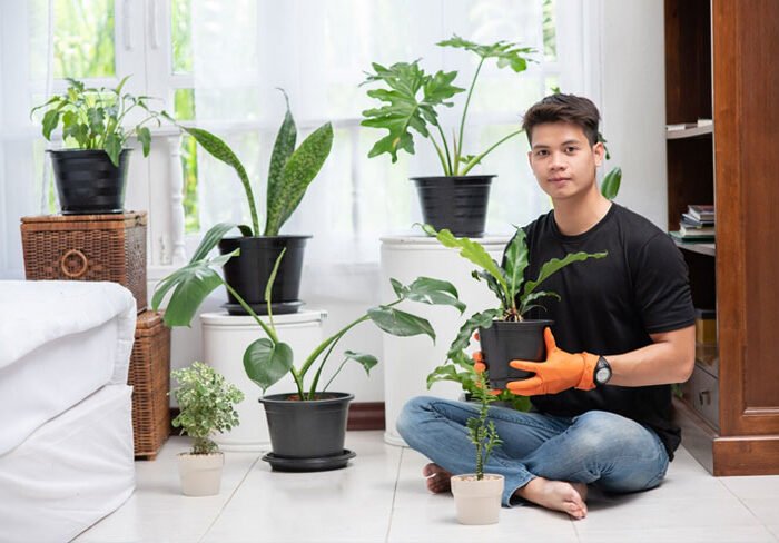 How to Choose the Best Indoor Plants for Your Home